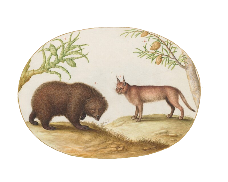 illustration of a bear and a lynx